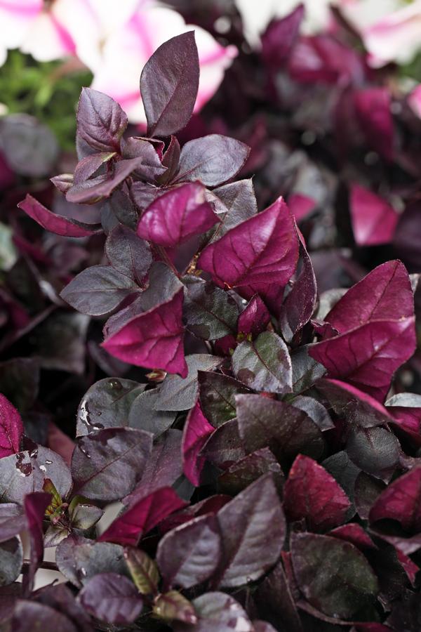 Alternanthera, Choco Chili