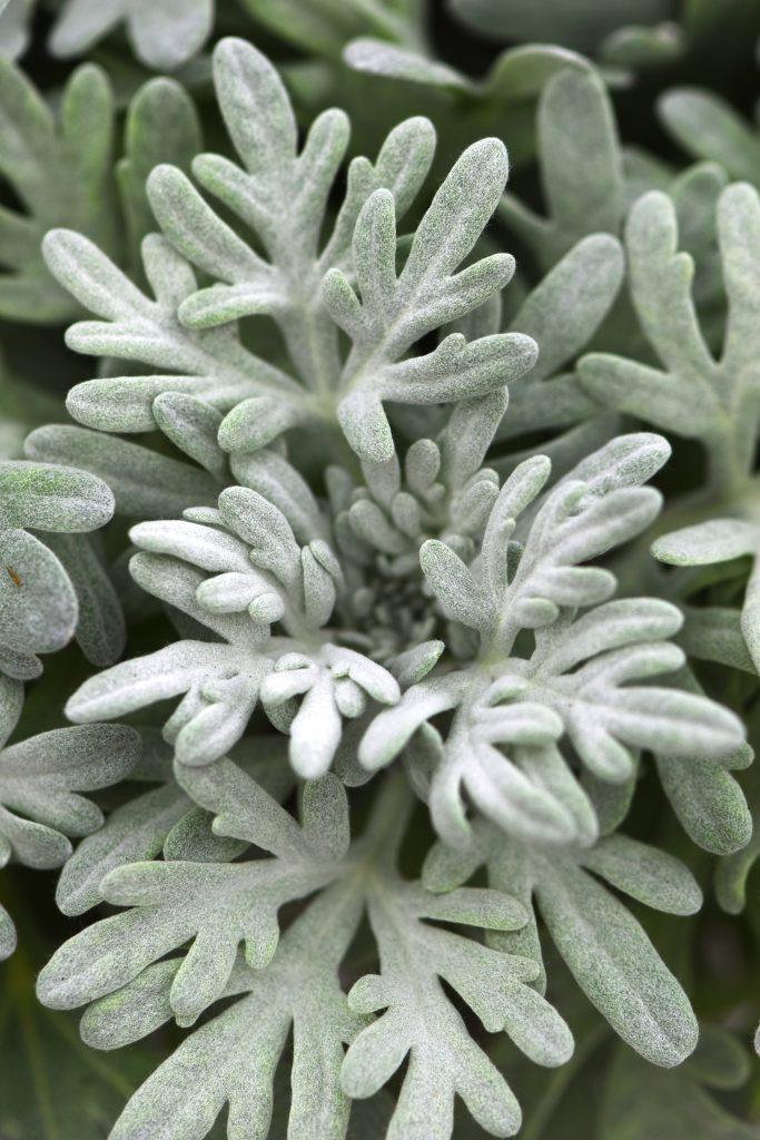 Artemisia, Fancifillers Sea Salt