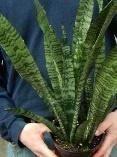 Snake Plant (Sansaveria), Assorted Varieties