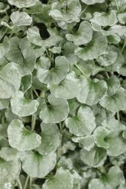 Dichondra, Silver Falls