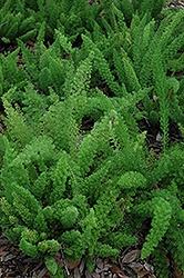 Fern, Foxtail