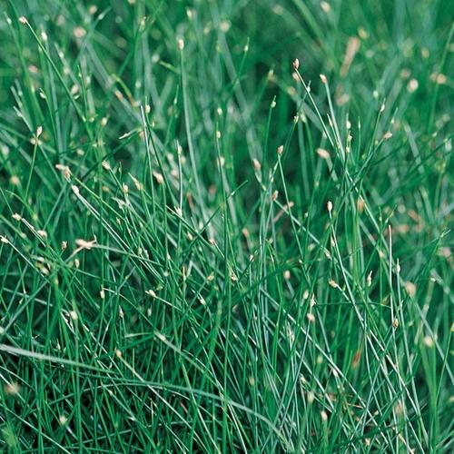 Grasses, Fiber Optic