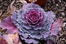 Ornamental, Cabbage
