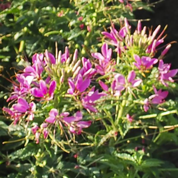Cleome, Sparkler 2.0 Rose