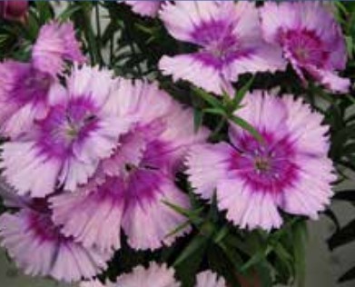 Dianthus, Diana Lavender Picotee