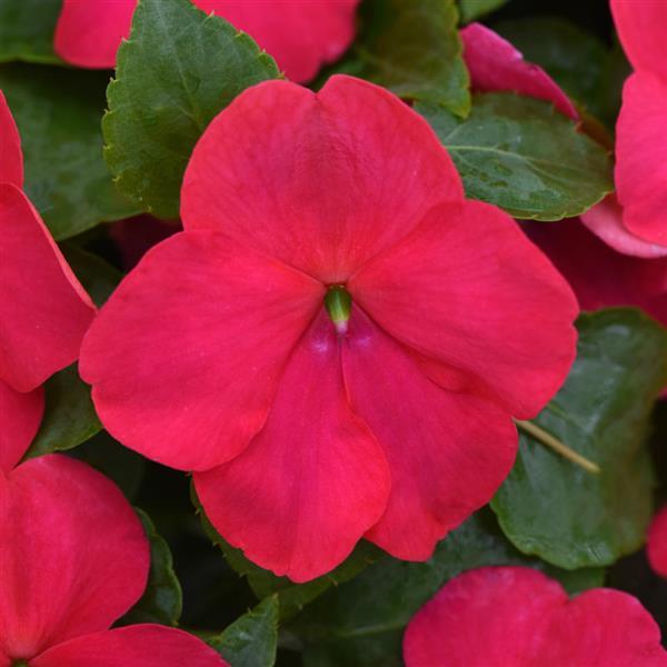Impatiens, Beacon Lipstick