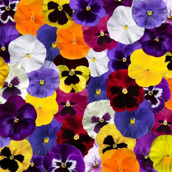 Pansy, Delta Pro All Colors Mix