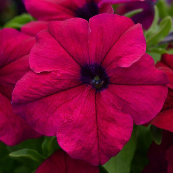 Petunia, Dreams Burgundy