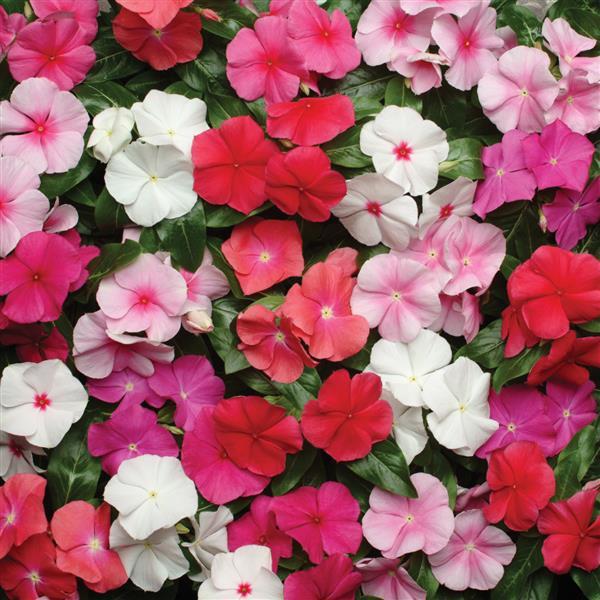 Vinca, Pacifica XP Mix
