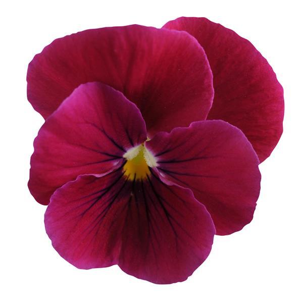Viola, Carmine
