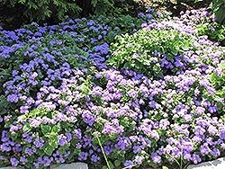 Ageratum, Horizon Blue