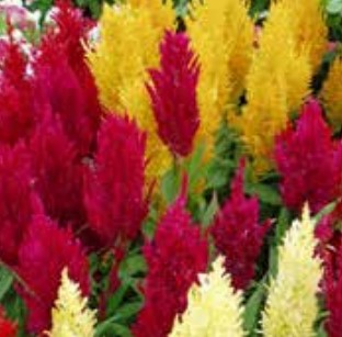 Celosia, Century Mix