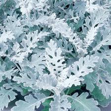 Dusty Miller, Silver Dust