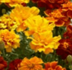 Marigold, Safari Mix