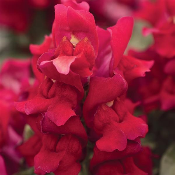 Snapdragon, Snapshot Red