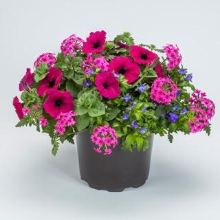 Kwik Kombo Night in Pompeii