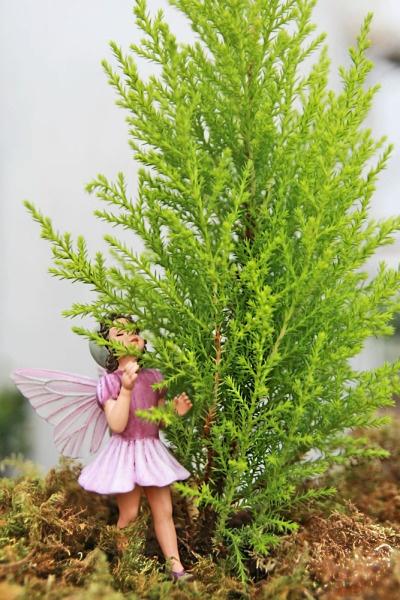 Cypress, Lemon Scented