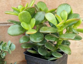 Jade, Baby Tree