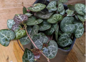 Ceropegia, String of Hearts
