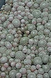 Hens & Chicks, Cobweb