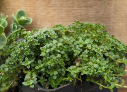Thyme, Elfin