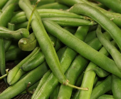Beans, Blue Lake Bush (Bulk Seed)