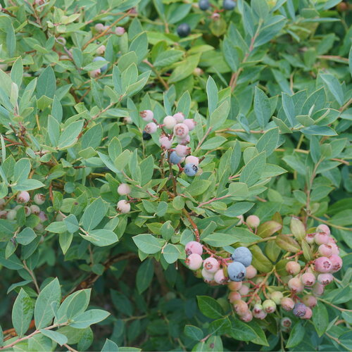 Blueberries, Splendid Blue