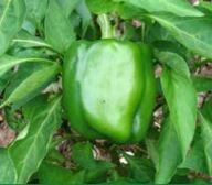 Pepper, California Wonder