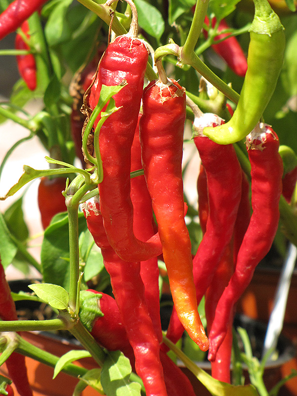 Pepper, Red Chili 