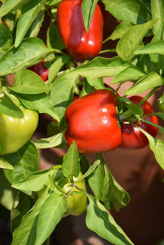 Pepper, Snackabell Red