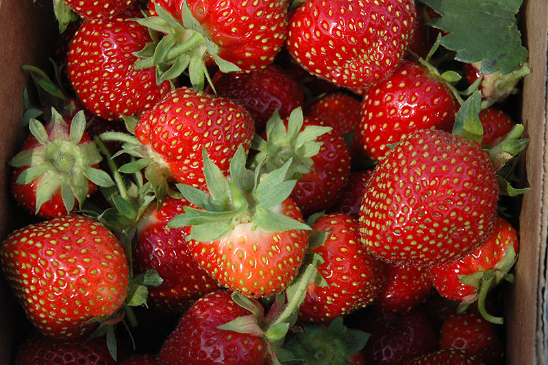 Strawberries, Allstar