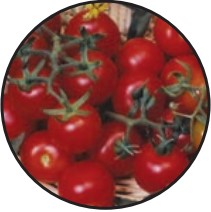 Tomato, Cherry Red