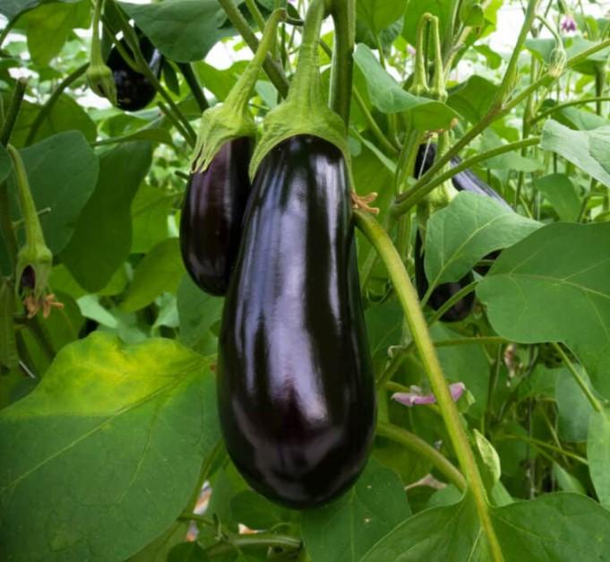 Eggplant, Classic