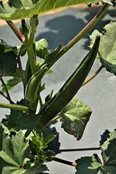 Okra, Clemson Spineless