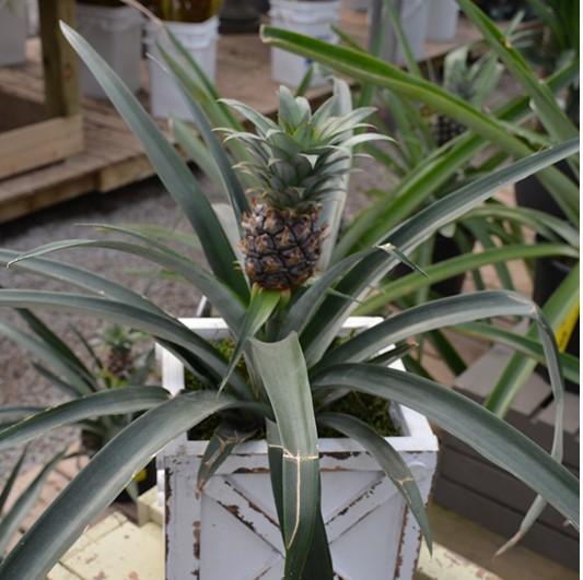 Pineapple Plant