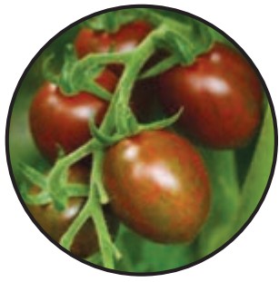 Tomato, Chocolate Sprinkles