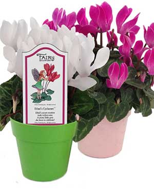 Ethel's Cyclamen