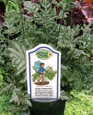 Holden's Silver Lace Fern