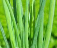 Bunching Onion