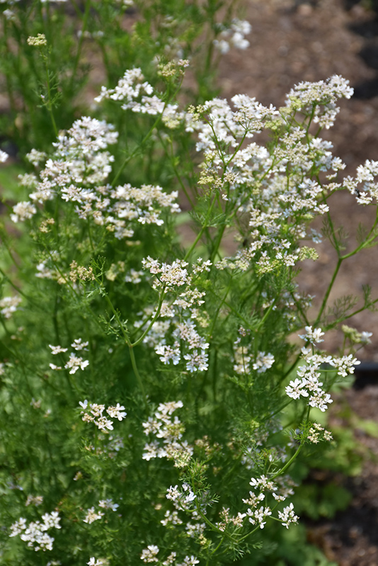 Cilantro, Calypso