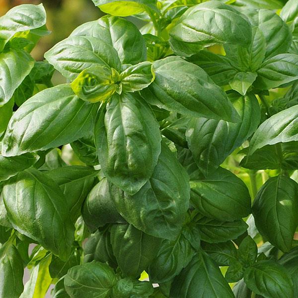 Basil, Dolce Fresca