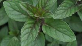 Mint, Chocolate