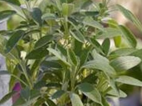 Sage, Grower's Friend