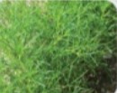 Saltwort