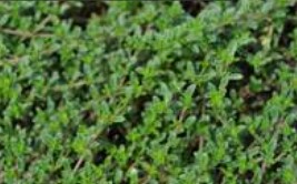 Thyme, Magic Carpet