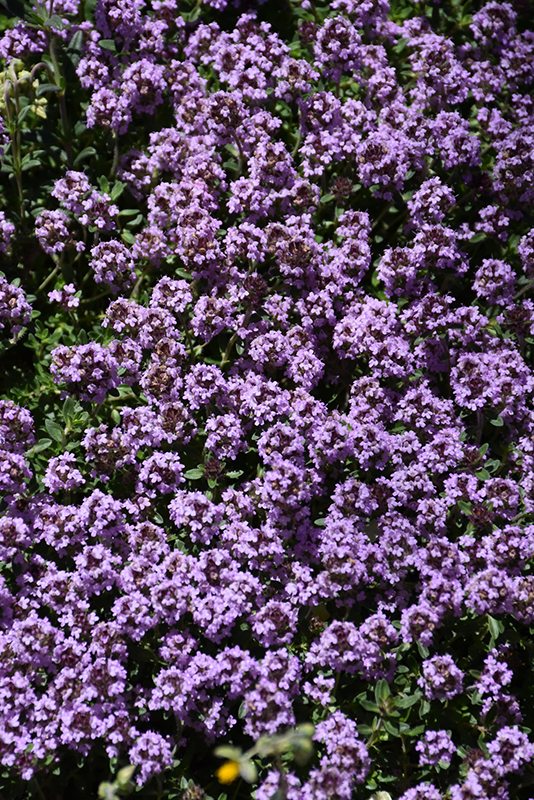 Thyme, Pink Chinz