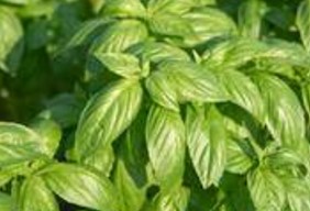 Basil, Propera Compact (Genovese)