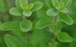 Marjoram, Sweer