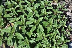 Mint, Peppermint