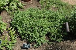 Oregano, Greek